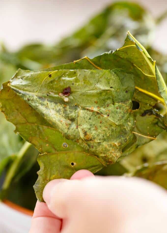 Collard Green Chips held by hand