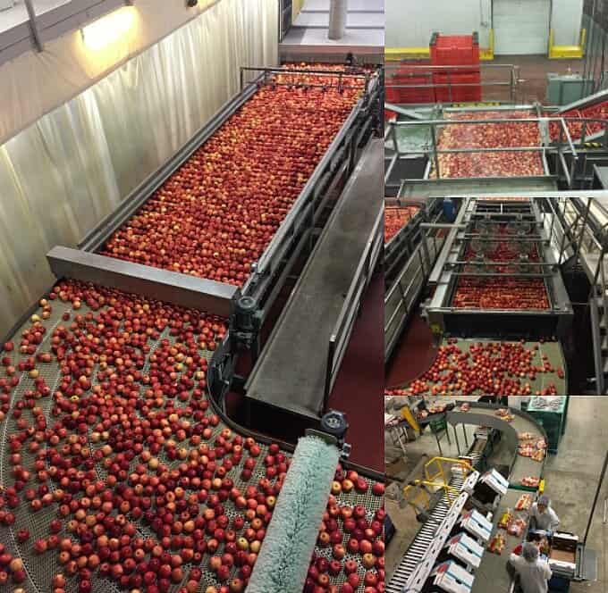 Raw apples beig processed on conveyor belts in factory