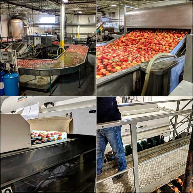 Apples being cleaned and washed on conveyor belts in apple factory