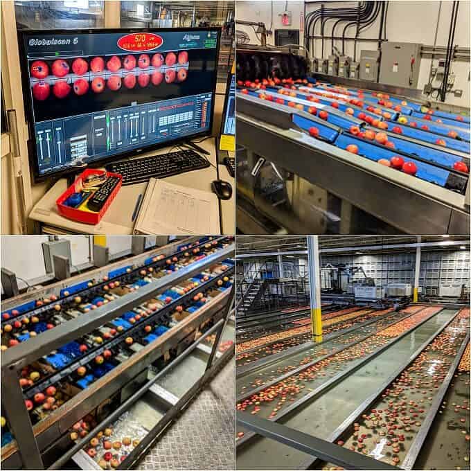 Apples being sorted out on conveyor belts in apple factory.