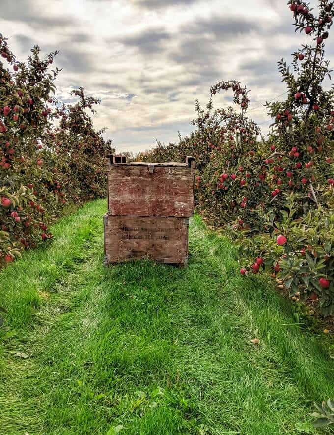 Apple orchad with wooden boxes on green grass